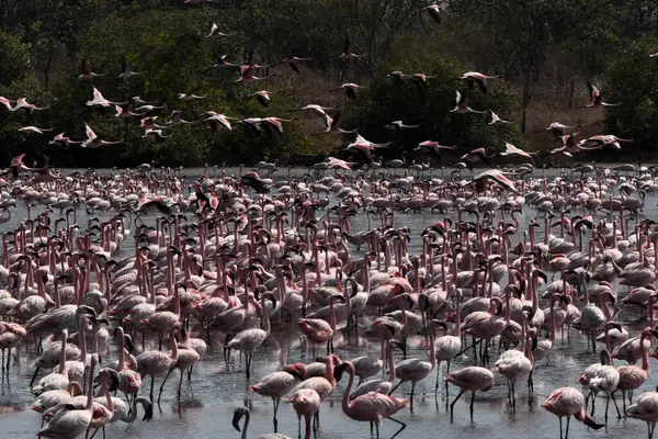 NAVI MUMBAI INDIA MAYIS 20 Mayıs 2023 TS Chanakya Nerul 'da flamingo sürüsü 20 Mayıs 2023 Navi Mumbai Hindistan Fotoğrafı: Bachchan Kumar Hindustan Times