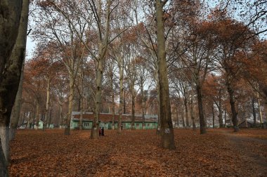 SRINAGAR INDIA NOVEMBER 29 2024 Çinlinin yaprakları, Kashmir Üniversitesi 'nde 29 Kasım 2024' te Srinagar Hindistan 'da sonbahar renk değişimine uğrayan ağaçlar gibi dökülmeden önce kırmızıya döner.
