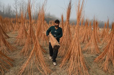 SRINAGAR INDIA 2 ARALIK 2024 Bir işçi 2 Aralık 2024 'te Ganderbal ilçesindeki bir köyde hasır çubuklar taşır Srinagar Hindistan Wicker' dan yaklaşık 20 kilometre uzaklıkta sepet mobilya ve yangın kapları yapımında kullanılır. 