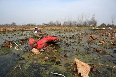 SRINAGAR INDIA DECEMBER 10 2024 Farmers dip in the sub zero temperature to extract Lotus stems locally known as Nadur from the water of Anchar Lake on December 10 2024 in the outskirts of Srinagar India Cold Wave Grips Kashmir as Srinagar Records Sea clipart