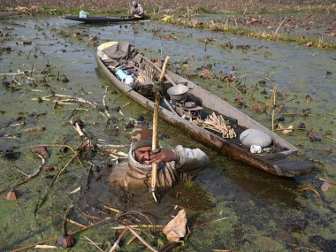 SRINAGAR INDIA DECEMBER 10 2024 Farmers dip in the sub zero temperature to extract Lotus stems locally known as Nadur from the water of Anchar Lake on December 10 2024 in the outskirts of Srinagar India Cold Wave Grips Kashmir as Srinagar Records Sea clipart