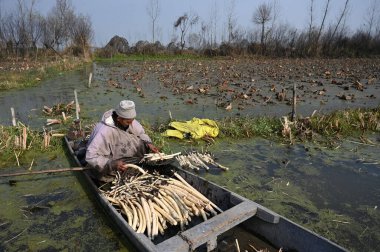 SRINAGAR INDIA DECEMBER 10 2024 Farmers extract Lotus stems locally known as Nadur in the sub zero temperature from the water of Anchar Lake on December 10 2024 in the outskirts of Srinagar India Cold Wave Grips Kashmir as Srinagar Records Season Col clipart