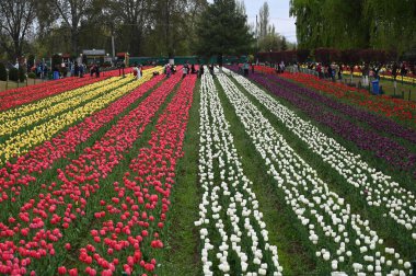 SRINAGAR, INDIA: 3 Nisan 2023 - Asya 'nın en büyük lale bahçesi 3 Nisan 2023' te Srinagar Hindistan Başbakanı Narendra Modi, Jammu ve Kashmir 'in söylediği bahçe resimlerini twitter' da paylaştı.