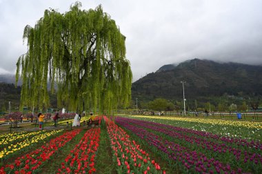 SRINAGAR, INDIA: 3 Nisan 2023 - Asya 'nın en büyük lale bahçesi 3 Nisan 2023' te Srinagar Hindistan Başbakanı Narendra Modi, Jammu ve Kashmir 'in söylediği bahçe resimlerini twitter' da paylaştı.