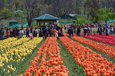 6 Nisan 2023 'te Asya' nın en büyük lale bahçesinde 6 Nisan 2023 'te Srinagar Hindistan' daki dağların eteklerinde 68 çeşit 16 milyon lale ampulü çiçek açarken 30 hektarlık muhteşem teras bahçesinde görüldü. 