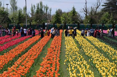6 Nisan 2023 'te Asya' nın en büyük lale bahçesinde 6 Nisan 2023 'te Srinagar Hindistan' daki dağların eteklerinde 68 çeşit 16 milyon lale ampulü çiçek açarken 30 hektarlık muhteşem teras bahçesinde görüldü. 