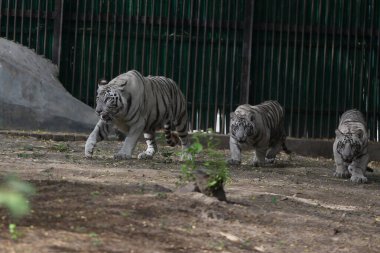 NEW DELHI INDIA 20 NİSAN 2023 Beyaz Kaplan yavruları, Çevre ve İklim Değişikliği Bakanı Bhupender Yadav tarafından Zooloji Parkı 'ndaki beyaz kaplan muhafaza sahasında kamuoyu önüne çıkarıldıktan sonra anneleriyle birlikte serbest bırakıldı. 