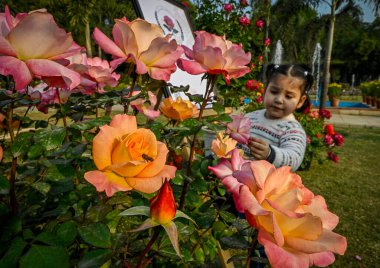 NEW DELHI INDIA 21 ARALIK 2024 Bir kız 21 Aralık 2024 tarihinde Chanakyapuri 'de Hindistan Gül Bahçesi' nde Hindistan Gül Topluluğu eşliğinde Yeni Delhi Belediye Konseyi NDMC tarafından düzenlenen Kış Gül Şovu 'nu ziyaret etti.