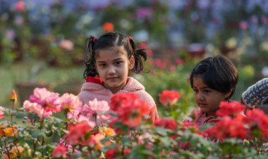 NEW DELHI INDIA 21 ARALIK 2024 Bir kız 21 Aralık 2024 tarihinde Chanakyapuri 'de Hindistan Gül Bahçesi' nde Hindistan Gül Topluluğu eşliğinde Yeni Delhi Belediye Konseyi NDMC tarafından düzenlenen Kış Gül Şovu 'nu ziyaret etti.