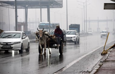 GHAZIABAD INDIA DECEMBER 23 2024 A bullock cart driver wrapped in a blanket during light rain this morning on National Highway 9 near Dasna on December 23 2024 in Ghaziabad India Parts of Delhi-NCR witnessed light rainfall on morning however the scat clipart