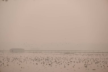 NOIDA, INDIA: 31 ARALIK 2024 YıIın son gün batımını 31 Aralık 2024 'te Okhla Kuş Sığınağı' nda Sunil Ghosh Hindustan Times tarafından çekilmiştir.