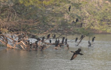 Migratory and domestic birds seen at Sultanpur National Park on the occasion of National Bird Day at Farrukhnagar road near Sultanpur village, on January 5, 2025 in Gurugram, India.  clipart