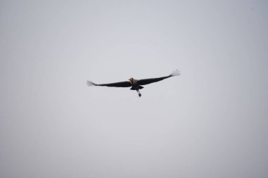 5 Ocak 2025 'te Hindistan' ın Gurugram kentinde Sultanpur köyü yakınlarındaki Farrukhnagar yolundaki Ulusal Kuş Günü münasebetiyle Sultanpur Milli Parkı 'nda göçmen ve evcil kuşlar görüldü.. 