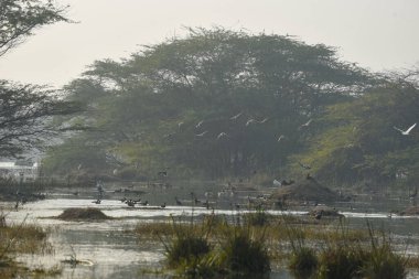 5 Ocak 2025 'te Hindistan' ın Gurugram kentinde Sultanpur köyü yakınlarındaki Farrukhnagar yolundaki Ulusal Kuş Günü münasebetiyle Sultanpur Milli Parkı 'nda göçmen ve evcil kuşlar görüldü.. 