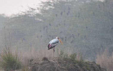 5 Ocak 2025 'te Hindistan' ın Gurugram kentinde Sultanpur köyü yakınlarındaki Farrukhnagar yolundaki Ulusal Kuş Günü münasebetiyle Sultanpur Milli Parkı 'nda göçmen ve evcil kuşlar görüldü.. 