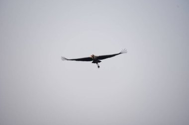 5 Ocak 2025 'te Gurugram' da Hindistan Ulusal Kuş Günü 'nde, Sultanpur Köyü yakınlarındaki Farrukhnagar yolunda Ulusal Kuş Günü münasebetiyle Sultanpur Milli Parkı' nda görülen 5 Ocak 2025 tarihli GURUGRAM INDIA JANUARY Göçmen ve evcil kuşlar kutlandı. 