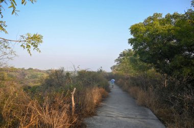 GURUGRAM INDIA HAZİRAN 13 Ocak 2025 Aravalli Biyolojik Çeşitlilik Parkı 13 Ocak 2025 'te Hindistan Gurugram Fotoğrafı: Parveen Kumar Hindustan Times