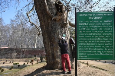 SRINAGAR INDIA JANUARY 23 2025 A worker installs a QR code based GIS plate a geo tagging process on a Chinar tree as part of the tree conservation at Nishat Bagh on January 23 2025 in Srinagar India Symbol of Kashmir natural heritage chinar trees clipart