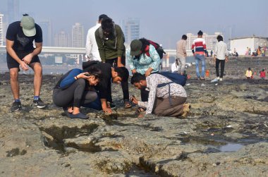 MUMBAI INDIA JANUARY 27 2025 Participants of Intertidal bioblitz at beach near Haji Ali on January 27 2025 in Mumbai India The Coastal Conservation Foundation CCF and the East Coast Conservation Team ECCT are jointly conducting the Intertidal Bioblit clipart