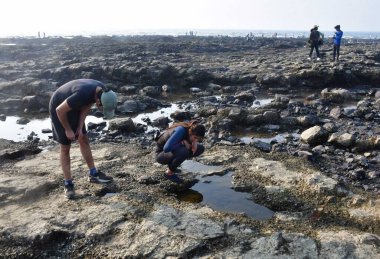 MUMBAI INDIA JANUARY 27 2025 Participants of Intertidal bioblitz at beach near Haji Ali on January 27 2025 in Mumbai India The Coastal Conservation Foundation CCF and the East Coast Conservation Team ECCT are jointly conducting the Intertidal Bioblit clipart