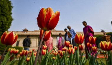 NEW DELHI INDIA JANUARY 31 Ocak 2025 Tulip Çiçekleri, Amrit Udyan 'ın Rashtrapati Bhawan' da 31 Ocak 2025 tarihinde Yeni Delhi Hindistan 'da yayınlanan basın tanıtımı sırasında, daha önce Babür Bahçeleri olarak bilinen Amrit Udyan Utsav 2025 kapılarını açmaya hazırlanıyor.