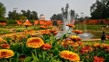 NEW DELHI INDIA JANUARY 31 2025 Çiçekler, 31 Ocak 2025 tarihinde Rashtrapati Bhawan 'da Amrit Udyan Bhawan' ın medya tanıtımı sırasında yeni Delhi Hindistan 'da daha önce Babür Bahçeleri olarak bilinen Amrit Udyan Utsav 2025 kapılarını açmaya hazırlanıyor 