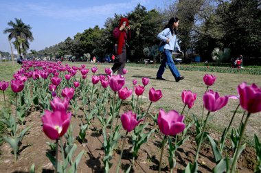 Delhiites enjoy a sunny afternoon in the company of Full bloom Tulips at Shanti Path, Chanakyapuri , on February 9, 2025 in New Delhi, India.  clipart