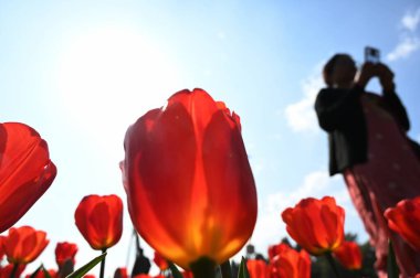 Delhiites enjoy a sunny afternoon in the company of Full bloom Tulips at Shanti Path, on February 9, 2025 in New Delhi, India. clipart