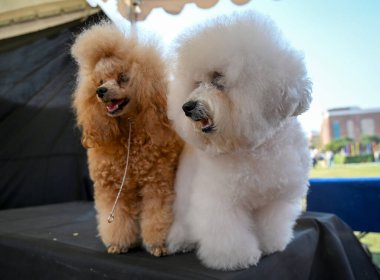 NOIDA, INDIA - 9 Şubat 2025 'te Hindistan' ın Noida kentinde, Sektör 33 'teki Shivalik Park yetkilileri tarafından düzenlenen 2025 Pet Roll Karnavalı sırasında köpek yarışmasına farklı türlerden köpekler katıldı..