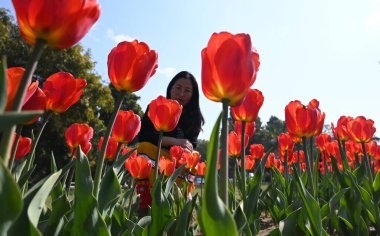 Delhililer, Shanti Yolu 'ndaki Full Bloom laleleri eşliğinde 9 Şubat 2025' te Yeni Delhi, Hindistan 'da güneşli bir öğleden sonranın tadını çıkarıyorlar..