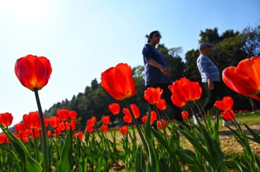 Delhililer, Shanti Yolu 'ndaki Full Bloom laleleri eşliğinde 9 Şubat 2025' te Yeni Delhi, Hindistan 'da güneşli bir öğleden sonranın tadını çıkarıyorlar..