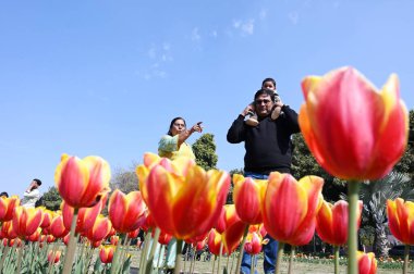 Delhililer, Shanti Yolu 'ndaki Full Bloom laleleri eşliğinde 9 Şubat 2025' te Yeni Delhi, Hindistan 'da güneşli bir öğleden sonranın tadını çıkarıyorlar..