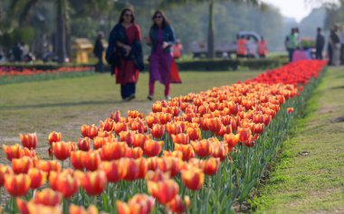 NEW DELHI INDIA 11 FEBRUARY 2025 NDMC Lale Festivali 'nin açılışında ve lale Yürüyüşü' ne katılmak ve Chanakyapuri Shantipath 'deki Tulip Sergisi' ni ziyaret etmek için çok sayıda insan bir araya geldi. 