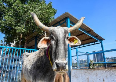 Noida Hindistan 'da 12 Şubat 2025' te Noida Hindistan 'da Shreeji Gaushala' da 12 Şubat 2025 'te İnek, hayvan barınaklarında üretilen hayvan atıklarını geri dönüştürmek için bir biyogaz fabrikası kurmaya karar verdi. Fotoğraf: Sunil Ghosh Hindustan 