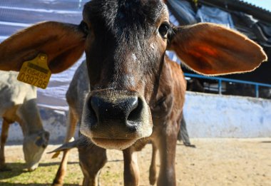 Noida Hindistan 'da 12 Şubat 2025' te Noida Hindistan 'da Shreeji Gaushala' da 12 Şubat 2025 'te İnek, hayvan barınaklarında üretilen hayvan atıklarını geri dönüştürmek için bir biyogaz fabrikası kurmaya karar verdi. Fotoğraf: Sunil Ghosh Hindustan 