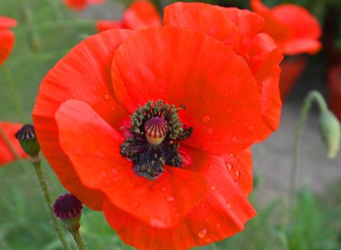 NEW DELHI, INDIA - 1 Mart 2025 tarihinde Hindistan 'ın Yeni Delhi kentinde düzenlenen yıllık NDMC Çiçek Festivali sırasında Central Park Connaught Place' i ziyaret edenler.