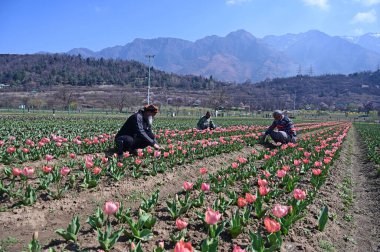 18 Mart 2025 tarihinde Srinagar 'daki Srinagar Hindistan Asya' nın en büyük lale bahçesindeki Zabarwan eteklerindeki Tulip Garden 'da çalışan 18 Mart 2025 tarihli SRINAGAR Hindistanı yürüyüşü, 74 lakh' lık bir çiçek halısı ve çeşitli renklerde 74 lakh lalesi barındırır.