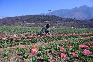 SRINAGAR INDIA MARCH 18 2025 Bir bahçıvan 18 Mart 2025 'te Zabarwan eteklerindeki Tulip Garden' da çalışıyor Srinagar Hindistan 'ın Asya' nın en büyük lale bahçesi Srinagar 'da 74 lakh' lık bir çiçek halısına ev sahipliği yapıyor.