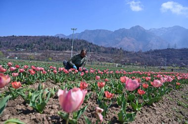 SRINAGAR INDIA MARCH 18 2025 Bir bahçıvan 18 Mart 2025 'te Zabarwan eteklerindeki Tulip Garden' da çalışıyor Srinagar Hindistan 'ın Asya' nın en büyük lale bahçesi Srinagar 'da 74 lakh' lık bir çiçek halısına ev sahipliği yapıyor.