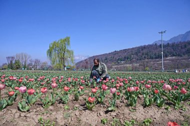 SRINAGAR INDIA MARCH 18 2025 Bir bahçıvan 18 Mart 2025 'te Zabarwan eteklerindeki Tulip Garden' da çalışıyor Srinagar Hindistan 'ın Asya' nın en büyük lale bahçesi Srinagar 'da 74 lakh' lık bir çiçek halısına ev sahipliği yapıyor.