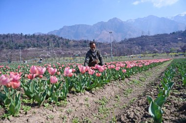SRINAGAR INDIA MARCH 18 2025 Bir bahçıvan 18 Mart 2025 'te Zabarwan eteklerindeki Tulip Garden' da çalışıyor Srinagar Hindistan 'ın Asya' nın en büyük lale bahçesi Srinagar 'da 74 lakh' lık bir çiçek halısına ev sahipliği yapıyor.