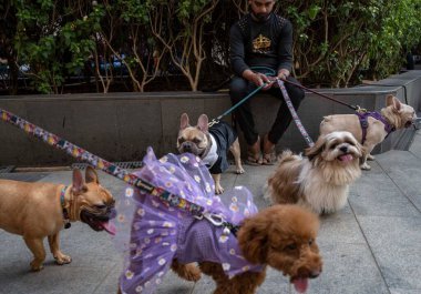 MUMBAI, INDIA - 23 Mart 2025: Mumbai evcil hayvan severler, 23 Mart 2025 'te Hindistan' daki RCity alışveriş merkezinde Kürklü Ziyafet 'in tadını çıkarıyorlar. Fotoğraf: Satish Bate / Hindustan Times)