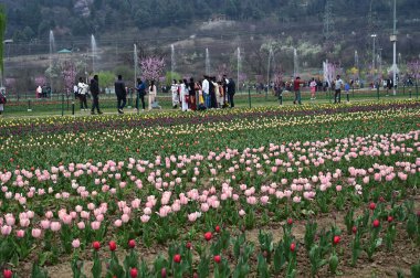 SRINAGAR, INDIA - 26 Mart 2025: Asya 'nın en büyük lale bahçesi 26 Mart 2025 tarihinde Hindistan' ın Srinagar kentinde yeni bir turizm sezonunun başlangıcı olarak Çarşamba günü halka açıldı. (Fotoğraf: Waseem Andrabi / Hindustan Times)