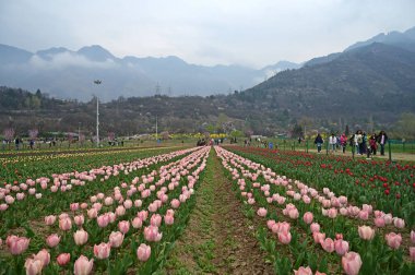 SRINAGAR, INDIA - 26 Mart 2025: Asya 'nın en büyük lale bahçesi 26 Mart 2025 tarihinde Hindistan' ın Srinagar kentinde yeni bir turizm sezonunun başlangıcı olarak Çarşamba günü halka açıldı. (Fotoğraf: Waseem Andrabi / Hindustan Times)