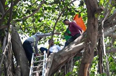 MUMBAI, INDIA - 26 Mart 2025: Beed ilçesinden bir çiftçi olan Ishwar Shinde, Mumbai Nariman Point 'te Vidhan Bhavan' ın önündeki ağaca tırmanarak dramatik bir protesto gerçekleştirdi..