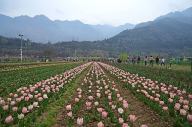 SRINAGAR, INDIA - 26 Mart 2025: Asya 'nın en büyük lale bahçesi 26 Mart 2025 tarihinde Hindistan' ın Srinagar kentinde yeni bir turizm sezonunun başlangıcı olarak Çarşamba günü halka açıldı. (Fotoğraf: Waseem Andrabi / Hindustan Times)