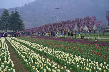 SRINAGAR, INDIA - 26 Mart 2025: Asya 'nın en büyük lale bahçesi 26 Mart 2025 tarihinde Hindistan' ın Srinagar kentinde yeni bir turizm sezonunun başlangıcı olarak Çarşamba günü halka açıldı. (Fotoğraf: Waseem Andrabi / Hindustan Times)