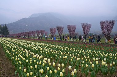 SRINAGAR, INDIA - 26 Mart 2025: Asya 'nın en büyük lale bahçesi 26 Mart 2025 tarihinde Hindistan' ın Srinagar kentinde yeni bir turizm sezonunun başlangıcı olarak Çarşamba günü halka açıldı. (Fotoğraf: Waseem Andrabi / Hindustan Times)