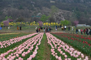 SRINAGAR, INDIA - 26 Mart 2025: Asya 'nın en büyük lale bahçesi 26 Mart 2025 tarihinde Hindistan' ın Srinagar kentinde yeni bir turizm sezonunun başlangıcı olarak Çarşamba günü halka açıldı. (Fotoğraf: Waseem Andrabi / Hindustan Times)