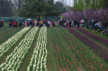 SRINAGAR, INDIA - 26 Mart 2025: Asya 'nın en büyük lale bahçesi 26 Mart 2025 tarihinde Hindistan' ın Srinagar kentinde yeni bir turizm sezonunun başlangıcı olarak Çarşamba günü halka açıldı. (Fotoğraf: Waseem Andrabi / Hindustan Times)